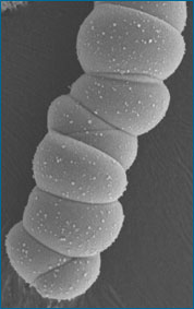 um filamento de s&iacute;lica-carbonato sintetizada a partir de processos inorg&acirc;nicos em um laborat&oacute;rio
