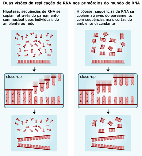 Duas vis&otilde;es da replica&ccedil;&atilde;o do RNA no mundo RNA in&iacute;cio