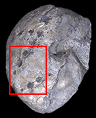 Ammonite  com marcas de mordida
