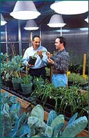 Trigo a verifica&ccedil;&atilde;o de toler&acirc;ncia ao alum&iacute;nio