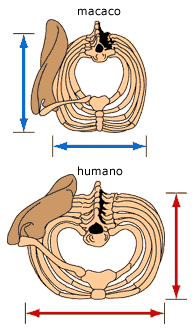 Macacos / compara&ccedil;&atilde;o peito humano