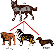 C&atilde;es de ra&ccedil;as