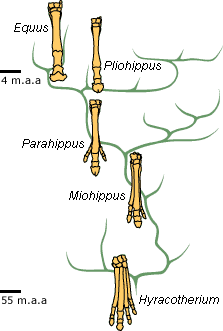&Aacute;rvore da evolu&ccedil;&atilde;o do cavalo

