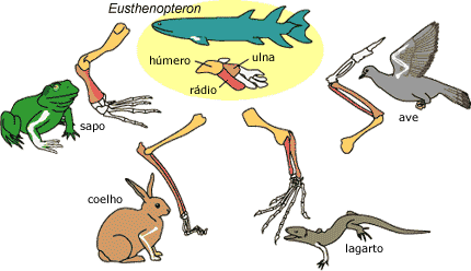 Homologia de tetr&aacute;podes forelimbs