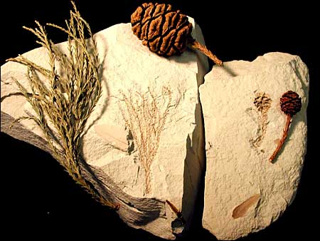 Redwoods modernos e f&oacute;ssil