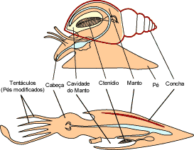 Compara&ccedil;&atilde;o forma b&aacute;sica do corpo