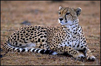 leopardo