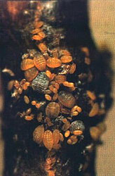 Filoxera de pragas na videira
