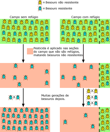 Efeito de ref&uacute;gios na efic&aacute;cia dos pesticidas
