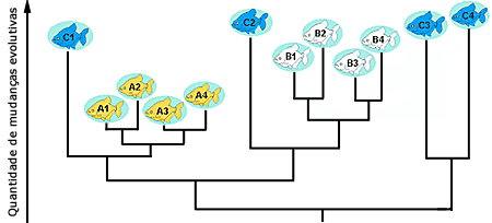 Filogenia de peixes nas bacias hidrogr&aacute;ficas relacionadas A, B e C
