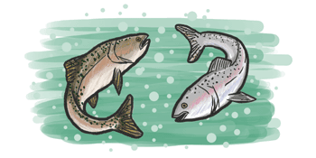 Esfor&ccedil;os para conservar popula&ccedil;&otilde;es amea&ccedil;adas trutas s&atilde;o ajudados, considerando tanto a evolu&ccedil;&atilde;o passada e futura das popula&ccedil;&otilde;es.
